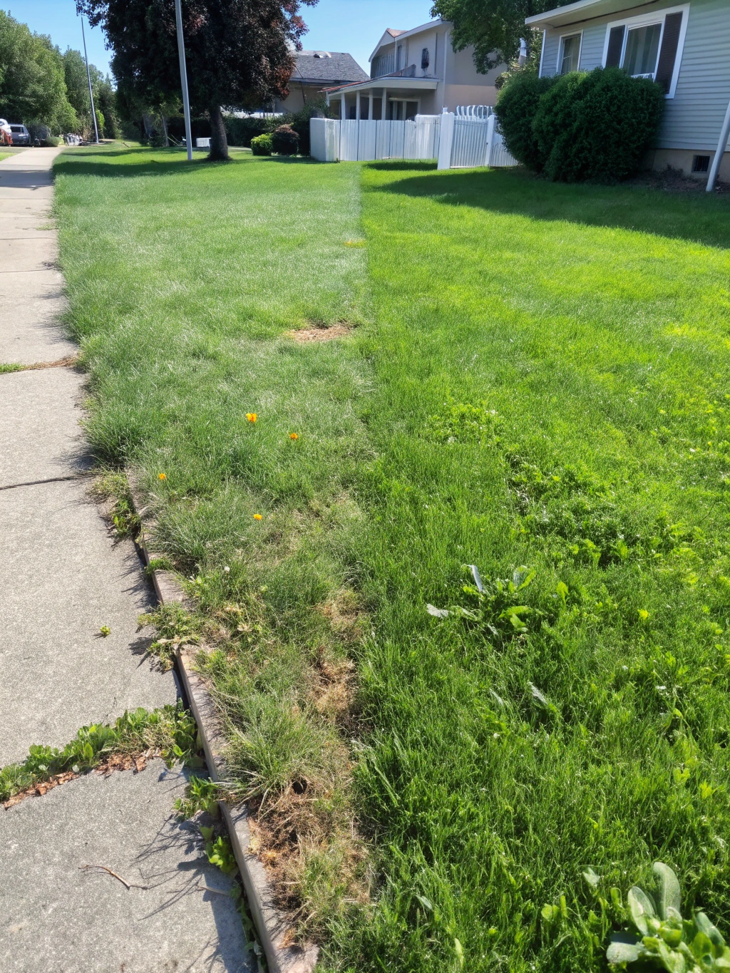 Weed Control professional lawn care service