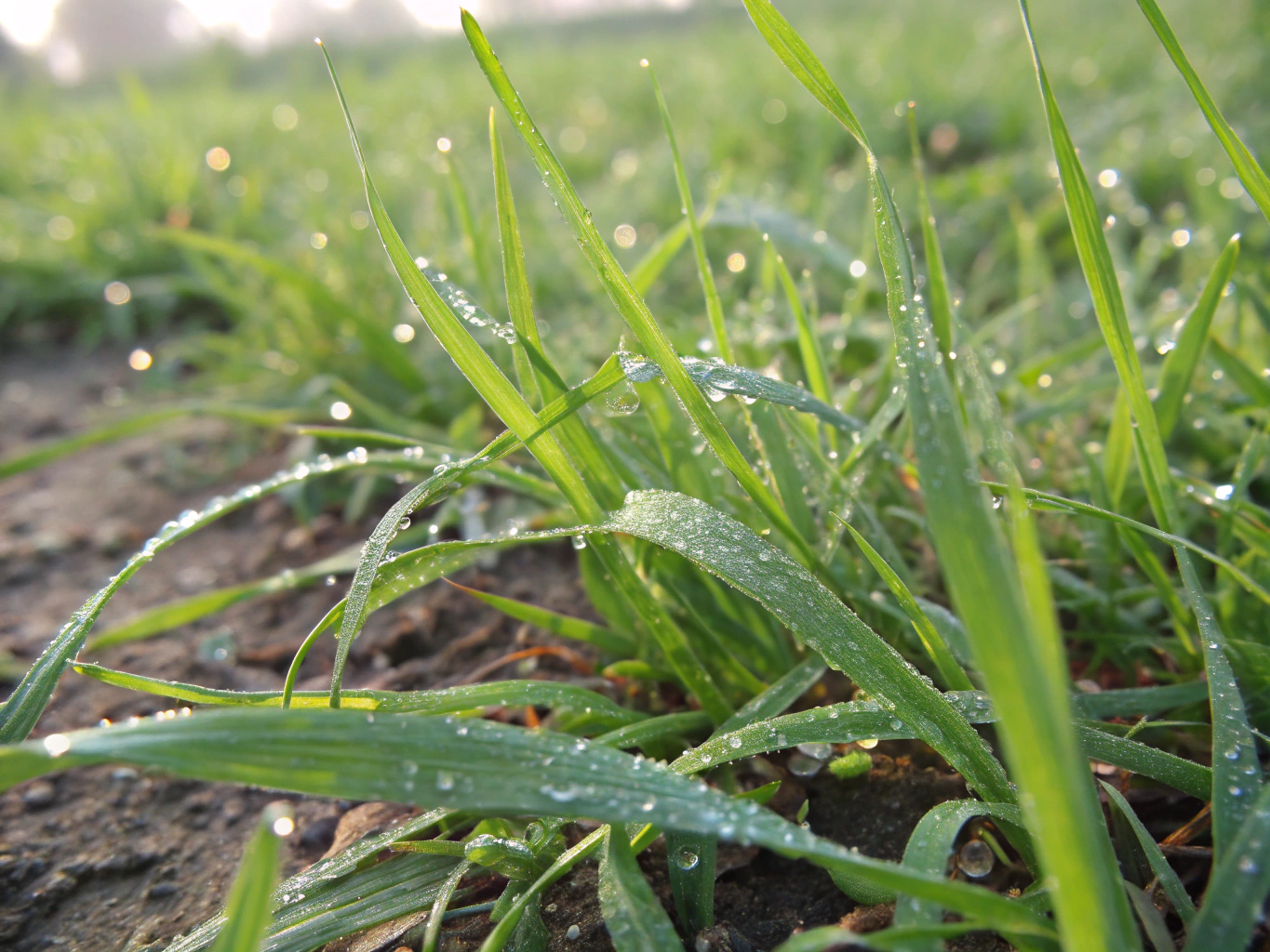 Healthy green lawn texture